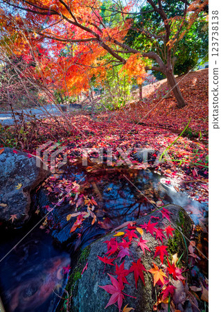 Autumn leaves on Sasabunen Road in Kohoku New Town 123738138