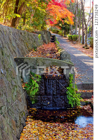 Autumn leaves on Sasabunen Road in Kohoku New Town Autumn leaves on Sasabunen Road in Kohoku New Town 123738249