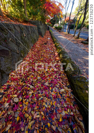 Autumn leaves on Sasabunen Road in Kohoku New Town 123738250