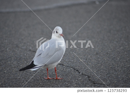bird bird 123738293