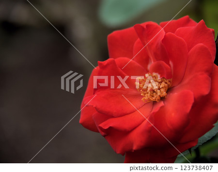 The red rose "Sarabande" bloomed in September 123738407