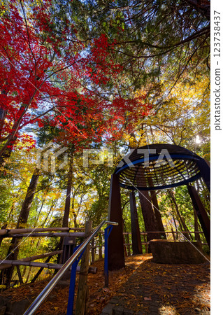 港北新市鎮和都筑中央公園的秋葉 123738437