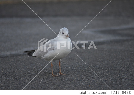 bird bird 123738458