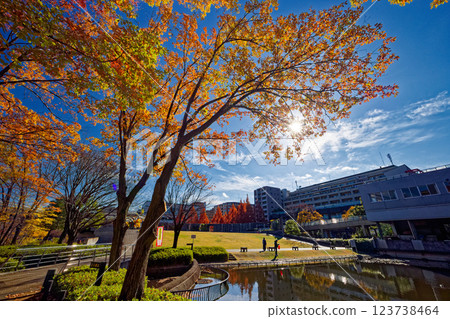 Autumn leaves in Kohoku New Town and Tsuzuki Chuo Park Autumn leaves in Kohoku New Town and Tsuzuki Chuo Park 123738464