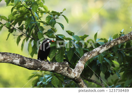 Montezuma Oropendola, Psarocolius montezuma, portrait of bird from Costa Rica. Wildlife scene from tropical  nature 123738489