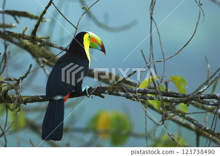 Keel-billed Toucan, Ramphastos sulfuratus, bird with big bill in rainforest 123738490
