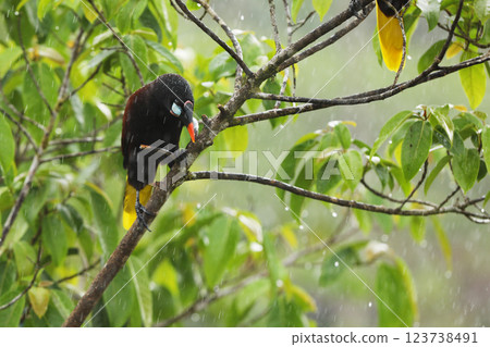 Montezuma Oropendola, Psarocolius montezuma, portrait of bird from Costa Rica. Wildlife scene from tropical  nature in rainy wether 123738491