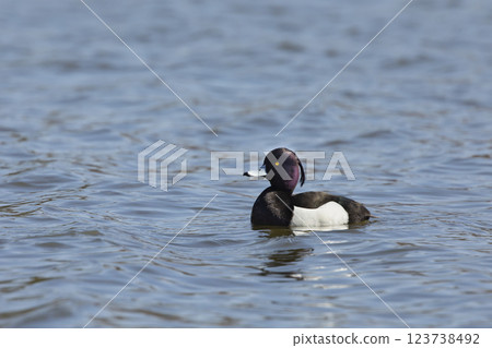 The tufted duck -or tufted pochard - Aythya fuligula - male small duck from Czech republic 123738492