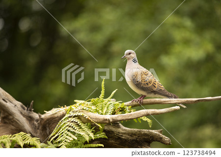 European Turtle Dove (Streptopelia turtur) sitting on the branch in forest, Bird in nature habitat European Turtle Dove (Streptopelia turtur) sitting on the branch in forest, Bird in nature habitat 123738494