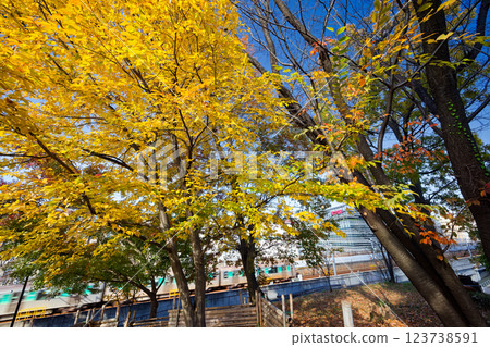 Autumn leaves in Kohoku New Town and the Yokohama Municipal Subway Green Line 123738591