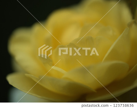 Yellow rose "Golden Border" bloomed in September 123738636