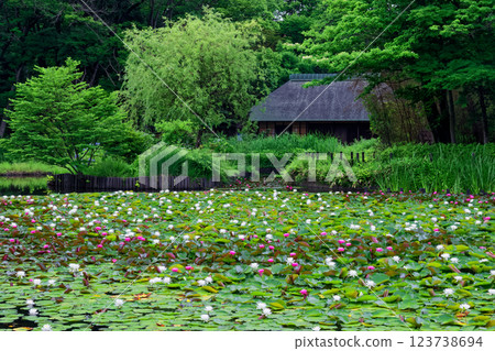 Water lilies and old houses at Seseragi Park in Kohoku New Town Water lilies and old houses at Seseragi Park in Kohoku New Town 123738694