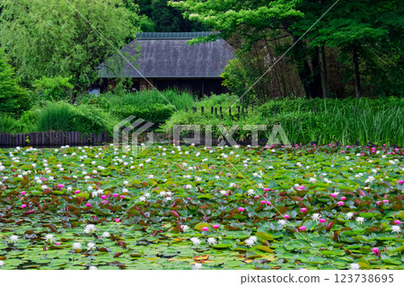 Water lilies and old houses at Seseragi Park in Kohoku New Town 123738695