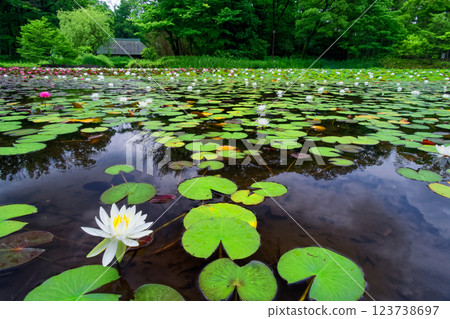 Water lilies and old houses at Seseragi Park in Kohoku New Town 123738697