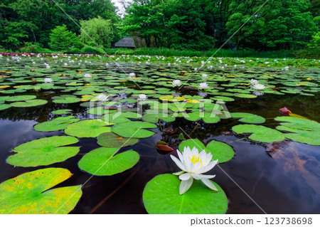 Water lilies and old houses at Seseragi Park in Kohoku New Town Water lilies and old houses at Seseragi Park in Kohoku New Town 123738698