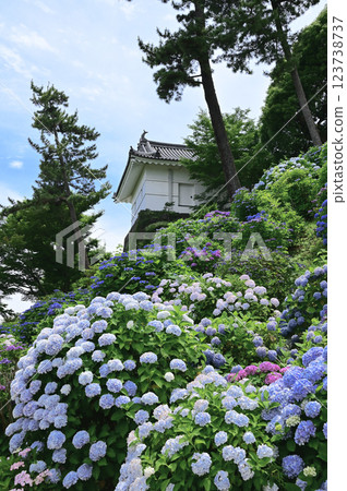 Odawara Castle Ajisai iris ginsen festival Odawara Castle Ajisai iris ginsen festival 123738737
