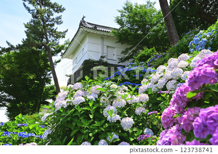 小田原城堡Ajisai虹膜ginsen節日 123738741