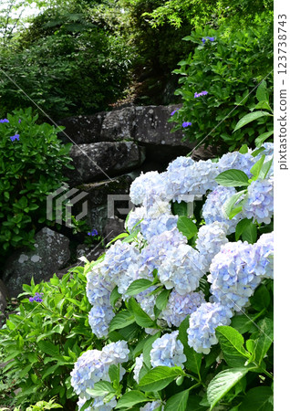 Odawara Castle Ajisai iris ginsen festival Odawara Castle Ajisai iris ginsen festival 123738743