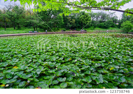 港北新城 Seseragi 公園的睡蓮 123738746
