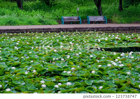 Water lilies at Seseragi Park in Kohoku New Town Water lilies at Seseragi Park in Kohoku New Town 123738747