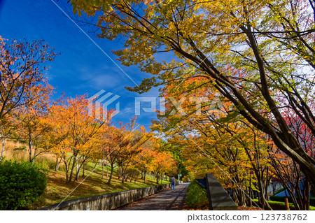 Autumn leaves in Kohoku New Town and Tsuzuki Chuo Park Autumn leaves in Kohoku New Town and Tsuzuki Chuo Park 123738762
