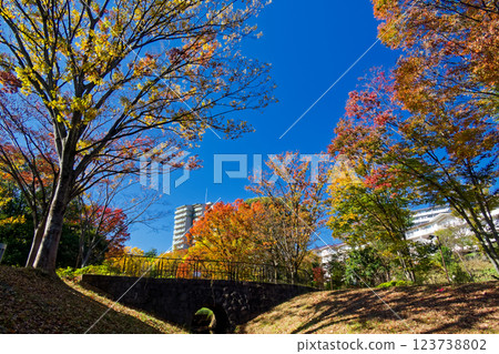 港北新城/大原峰道公園的秋葉 123738802