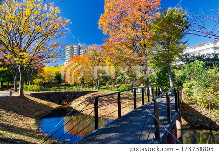 Autumn leaves at Kohoku New Town/Ohara Minemichi Park 123738803