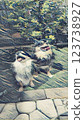 Smiling Chihuahua 123738927