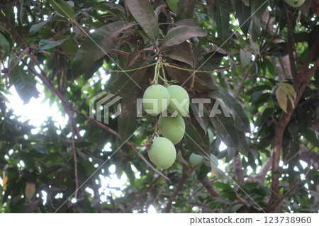 Sierra Leone mango Sierra Leone mango 123738960