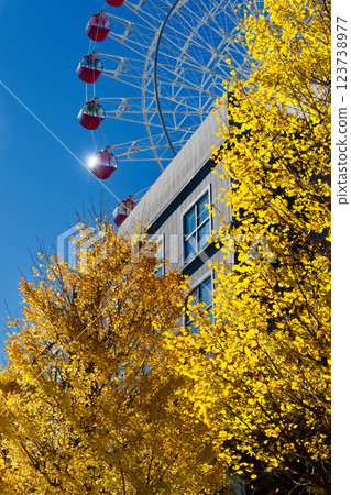 港北新城中心北部的銀杏葉黃葉 港北新城中心北部的銀杏葉黃葉 123738977