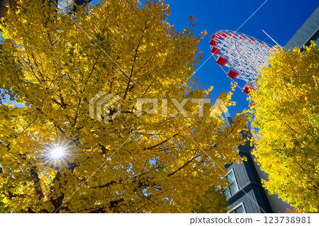 港北新城中心北部的銀杏葉黃葉 123738981