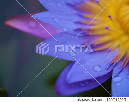 Blue tropical water lily "Tina" blooming in September 123739015