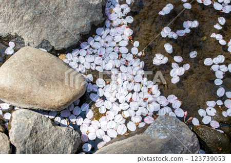 Cherry blossom petals after a snowstorm Cherry blossom petals after a snowstorm 123739053