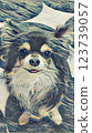 Recommended Chihuahua 123739057