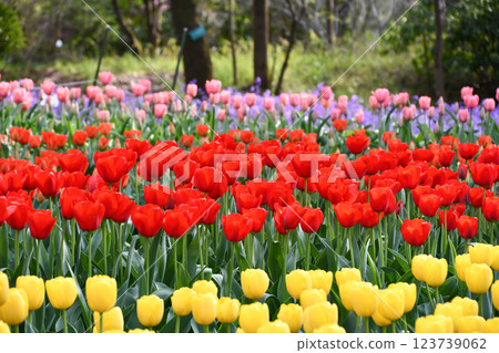 鬱金香 鬱金香花叢 花朵 123739062