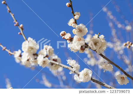 white plum blossom white plum blossom 123739073