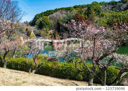 東京都町田市藥師池公園梅園,都指定名勝 東京都町田市藥師池公園梅園,都指定名勝 123739096