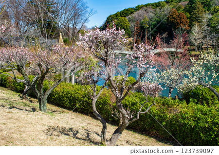 東京都町田市藥師池公園梅園,都指定名勝 東京都町田市藥師池公園梅園,都指定名勝 123739097
