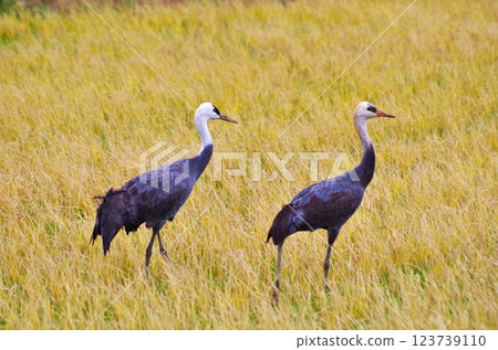 Crane Habitat in Izumi: Hooded Cranes Crane Habitat in Izumi: Hooded Cranes 123739110