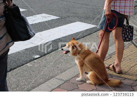 (Kyoto) Shiba Inu (Kyoto) Shiba Inu 123739113