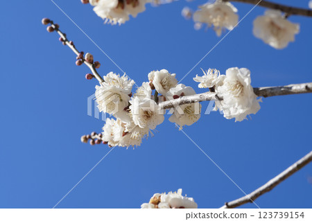 白梅花 白梅花 123739154