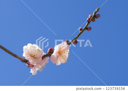 Pink plum blossoms 123739156