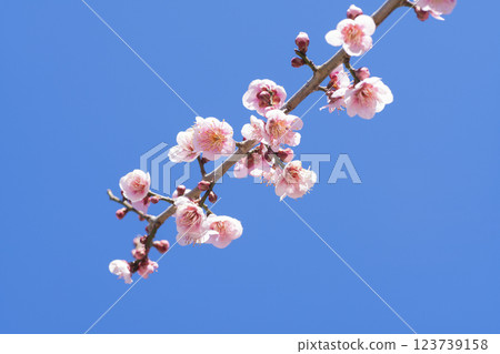 粉紅色的梅花 粉紅色的梅花 123739158