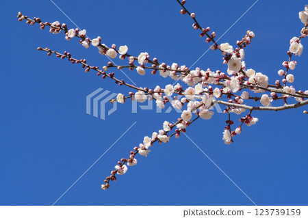 Pink plum blossoms Pink plum blossoms 123739159