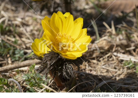 Fukujou之花 123739161