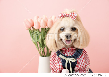 A bust of Panna the smiling Maltipoo with a pink bag and tulips 123739262