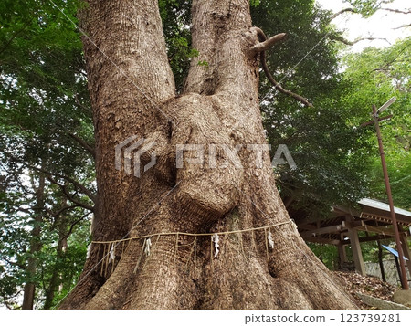 Gosho Hachiman Shrine - Moomin Tree that Brings Happiness 123739281