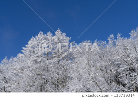 New snow forest New snow forest 123739314