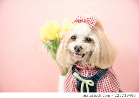 A bust of Panna the smiling Maltipoo with a pink back and yellow tulips A bust of Panna the smiling Maltipoo with a pink back and yellow tulips 123739496