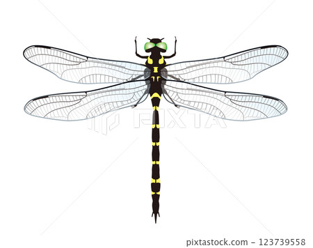 無霸勾蜓 123739558